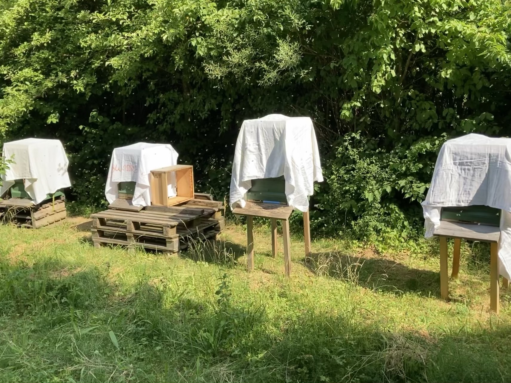 Bienenstand mit
Sonnenschutz