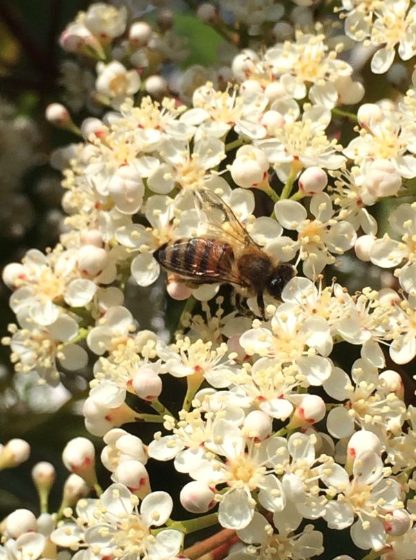 Blüte mit Biene