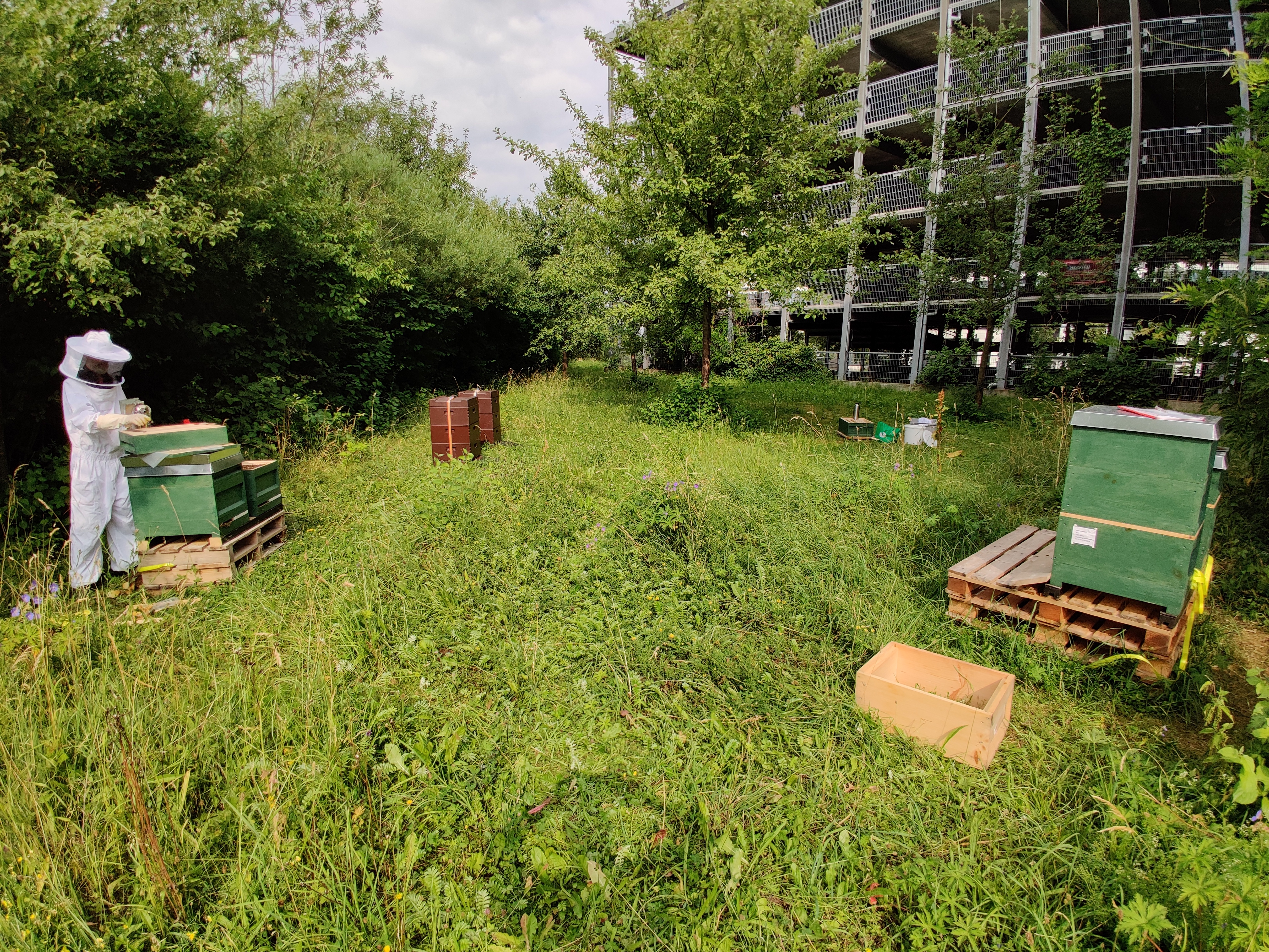 Gesamtansicht Bienenstand
STEP