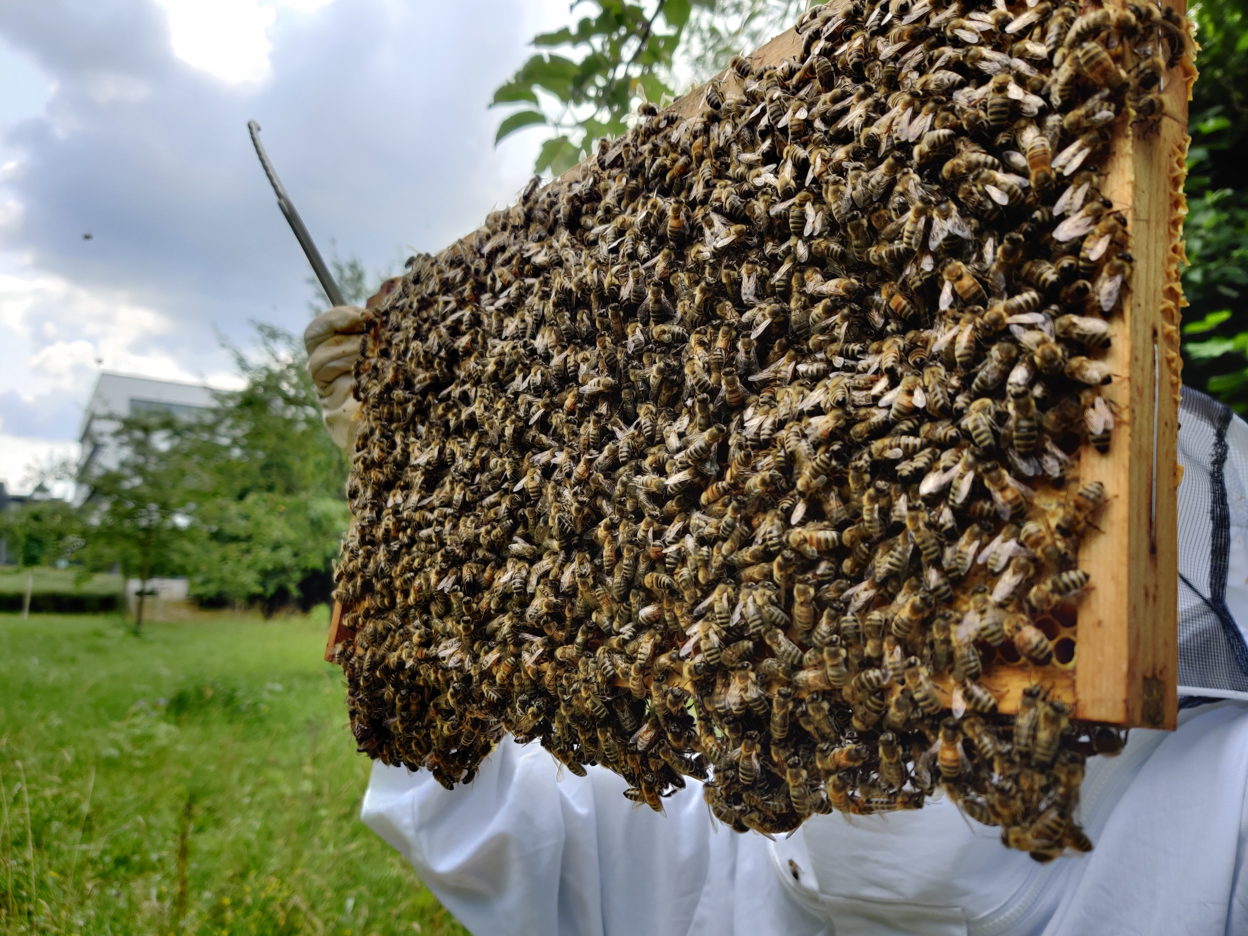 bienenbesetzte Wabe